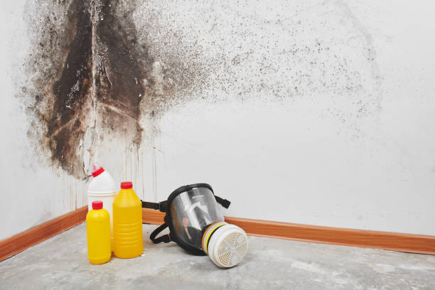 Best Residential Mold Remediation in Golden Triangle, NJ