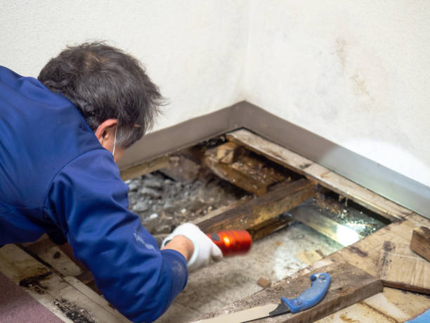 Best Mold Remediation for Schools in Golden Triangle, NJ