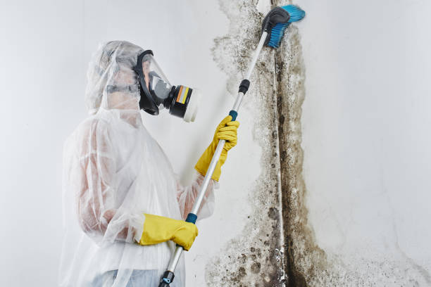 Best Preventive Mold Services in Golden Triangle, NJ