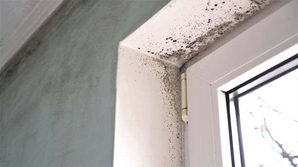 Best Commercial Mold Remediation in Golden Triangle, NJ