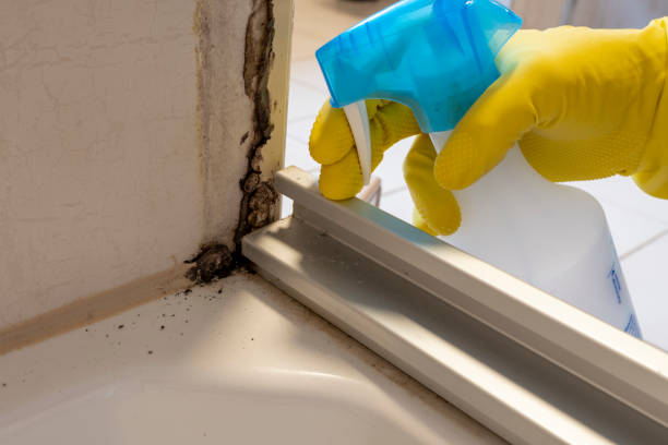 Best White Mold Remediation in Golden Triangle, NJ