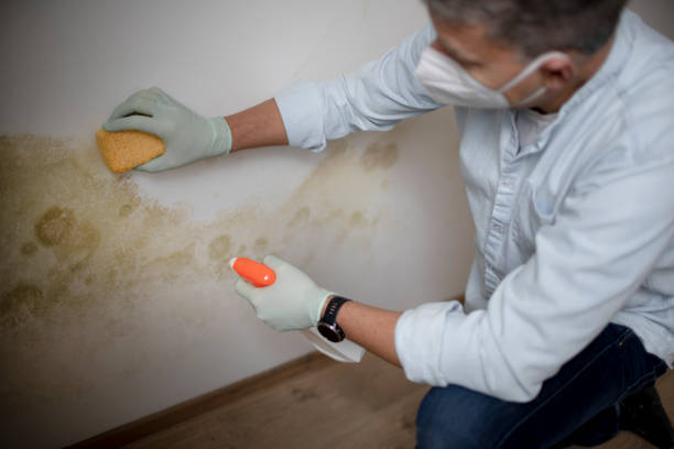 Best Basement Mold Remediation in Golden Triangle, NJ