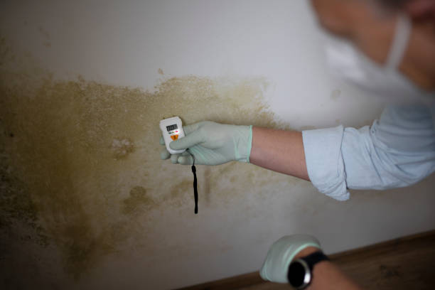 Best Mold Testing and Inspection Services in Golden Triangle, NJ