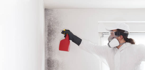 Best Health and Safety Mold Remediation in Golden Triangle, NJ