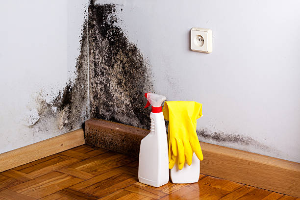 Best Commercial Mold Remediation in Golden Triangle, NJ