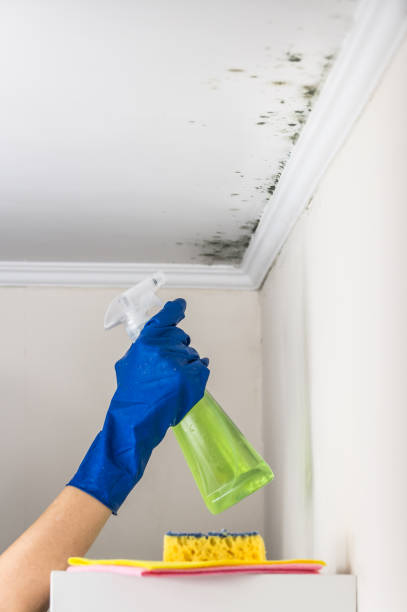 Best Insurance-Related Mold Remediation in Golden Triangle, NJ